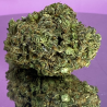 Purple kush CBD 12% / 2,5gr Green Paradise Boutique CBD en Ligne