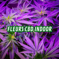 Fleurs CBD indoor